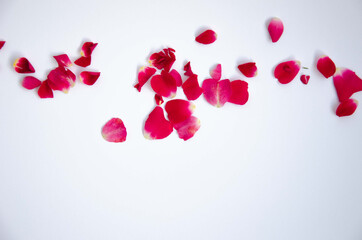 Scattered rose petals on a white background

