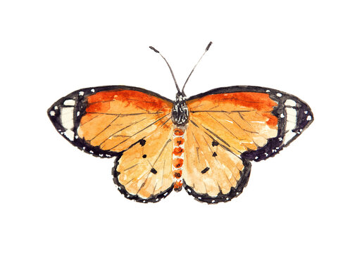 Watercolor drawing of butterfly Danais chiysippus isolated on the white background. Handmade illustration of lesser wanderer