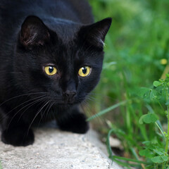 A black cat with yellow eyes sits in the grass.