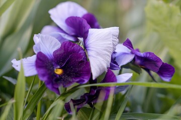 (Viola × wittrockiana) Pansy unpretentious beauty