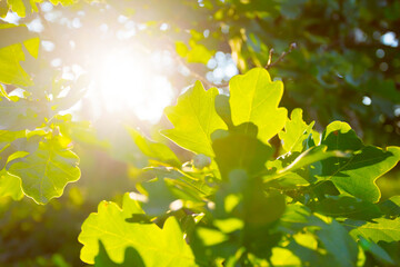 closeup green oak tree branch in a light of sparkle sun, summer forest outdoor background