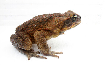 Side view of a Cane Toad (Rhinella marina) on a white background. 
