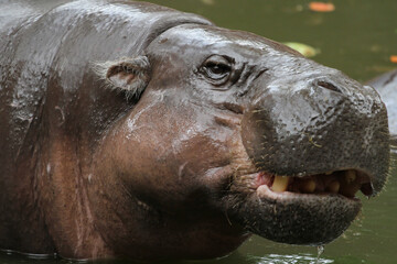 Fototapeta na wymiar Dwarf hippopotamus smile on face in water at thailand