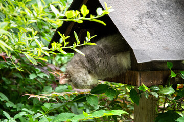 Cat sleeps in birdhouse with head hanging down