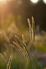Fototapeta premium golden wheat field