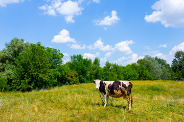 Fototapeta na wymiar cow stay on a green pasture, countryside rural landscape