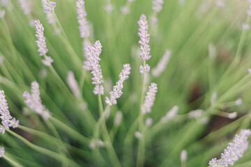 Obraz premium Lavender spikes. Field of Lavender, Lavandula angustifolia, Lavandula officinalis