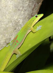 Gold Dust Day Gecko (Phelsuma laticauda) perches on a green leaf in Kauai, Hawaii.