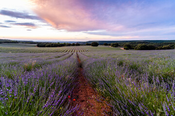 Lavender fields. Summer sunset landscape in Brihuega