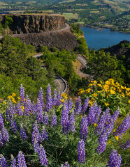 Lupine and balsom root flowers and the Rowena Loops section of the historic Columbia Riber Gorge scenic highway, Oregon.