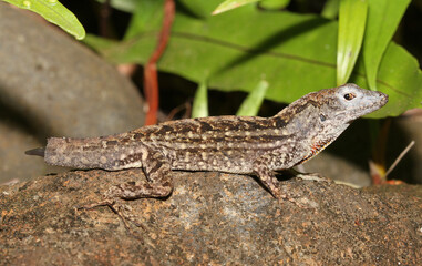 This Brown Anole (Anolis sagrei) has lost most of its tail, but part of it is regenerating in a tiny stub.