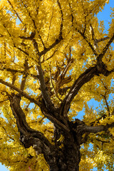 ginkgo tree in autumn season of japan