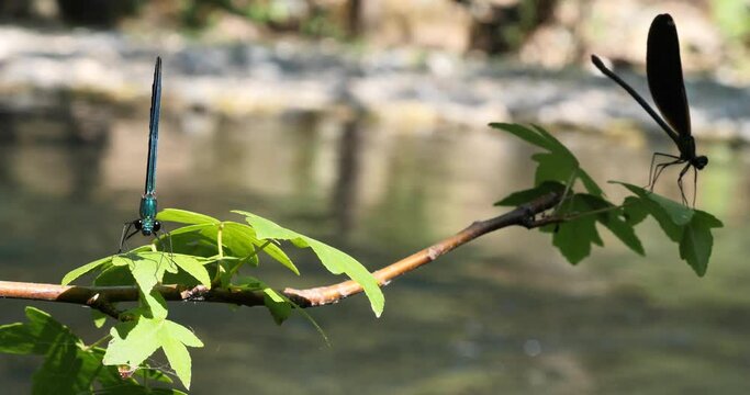 slow moton blue dragonfly by river amazing color by nature 