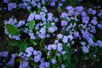 purple flowers in the garden