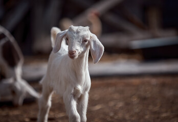 Fototapeta premium Young beautiful goats walk outdoors