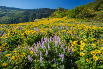 Lupine and balsom root flowers at the Tom McCall Preserve in the Rowena hills in the Columbia River Gorge National Scenic Area., Oregon.