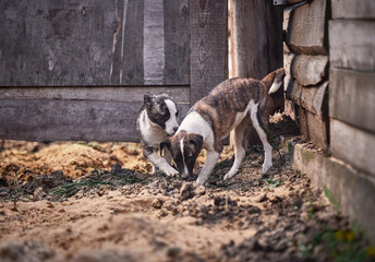 Beautiful tiger puppies walk outdoors