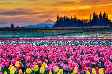 Sunrise and Mt Hood at Tulip fields near Woodburn, Oregon