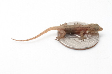 A small Asian House Gecko  (Hemidactylus frenatus) sitting on a coin for scale. 