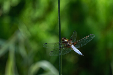 Close-up of Broad-bodied chaser dragonfly male (Libellula depressa) with large transparent wings and light blue body sitting on Schoenoplectus lacustris on blurred green background. Macro of insect.