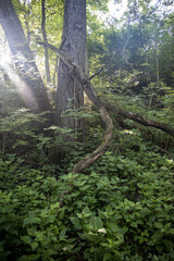 Obraz premium tree in the forest