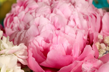 The pink spring peony flower