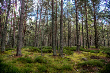Wald in Schottland im Herbst