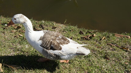 SONY DSC