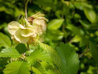 Branch of a flowering tree Ulmus laevis or elm in spring. Close-up, narrow focus. - obrazy, fototapety, plakaty