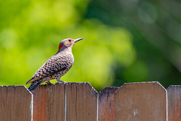 Northern Flicker woodpecker perched on fence in summer near forest in patch of sunlight