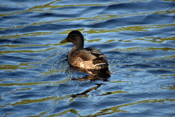 Duck Swimming