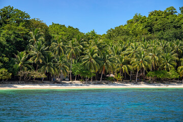 Seaside landscape with white beach and palm tree jungle. Palm trees on tropical seaside. Tropical island paradise photo. Palm tree jungle forest greenery. Exotic place for summer vacation. South Asia