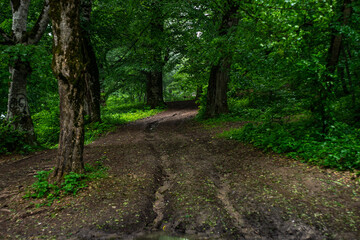 Fototapeta na wymiar the road in summer forest