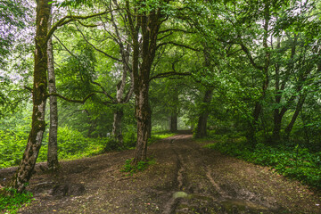 Fototapeta na wymiar the road in summer forest