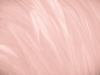 Beautiful abstract white and pink feathers on white background and soft white feather texture on pink pattern and pink background, feather background, pink banners
