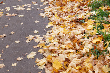 Roadside with yellowed autumn maple leaves. Asphalt road strewn with colorful maple leaves. Selective focus