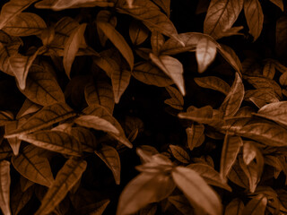 Beautiful abstract color brown and yellow flowers on dark background and orange flower frame and brown leaves texture, brown background, orange and gold love banner, white isolated background 