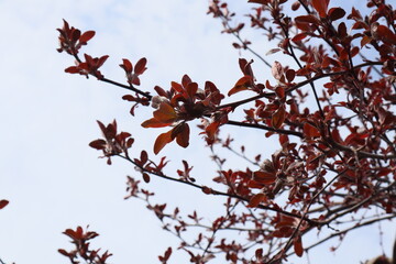 Plants