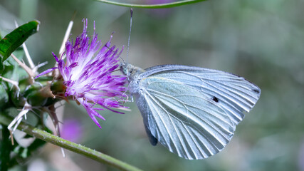 White butterfly feeding on thistle flower