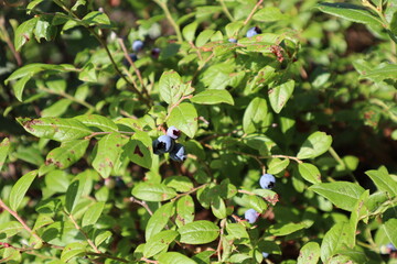 Plants