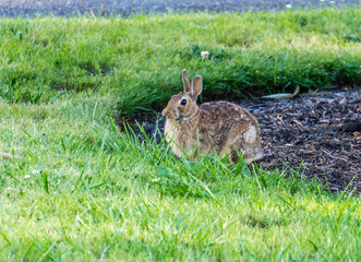Front Yard Rabbit 2