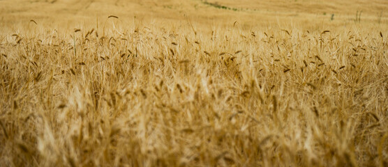 Close up of wheat ears in a field
