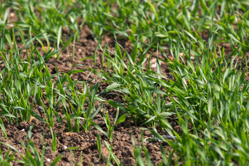 Fresh shoots of crops growing in a rural field in Suffolk, UK