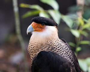 Caracara bird stock photos.  Caracara bird head close-up profile view with bokeh background.