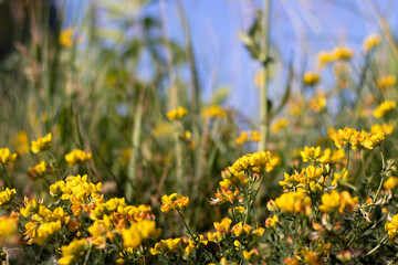 Bright yellow flowers in green grass against a blue sky. With blurry background