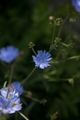 blue flower on green background