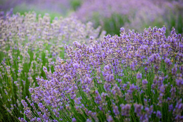 Fototapeta premium Summer landscape with flowering lavender meadow