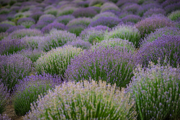 Summer landscape with flowering lavender meadow