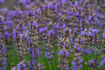Summer landscape with flowering lavender meadow