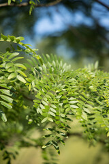 green fern leaves